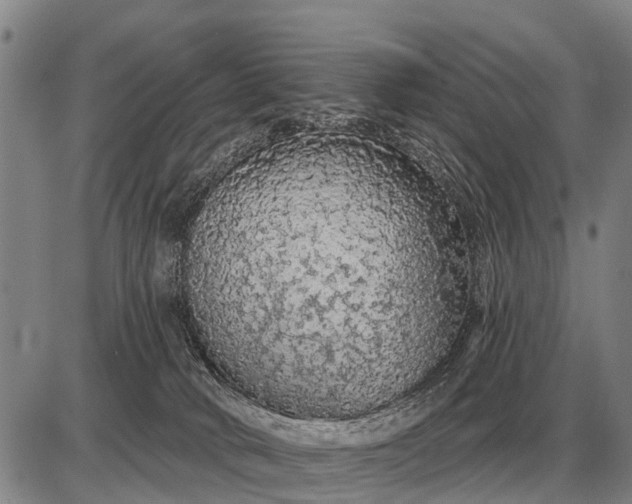 X0000085060034200703191336