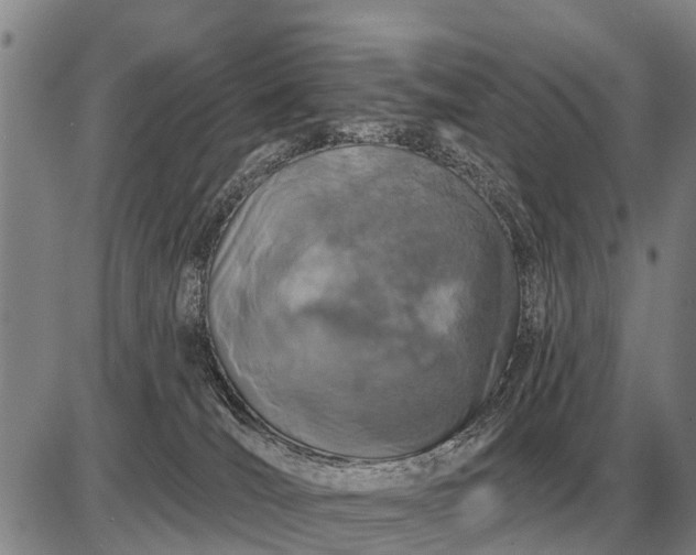 X0000085060036200703191336