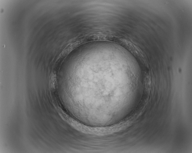 X0000085060038200703191336