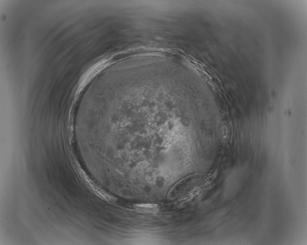 X0000085060053200703191335