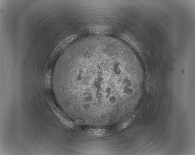 X0000085060065200703191336