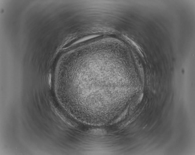 X0000085060067200703191336