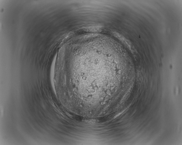 X0000085060069200703191336