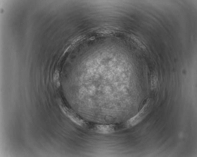 X0000085060187200703191334