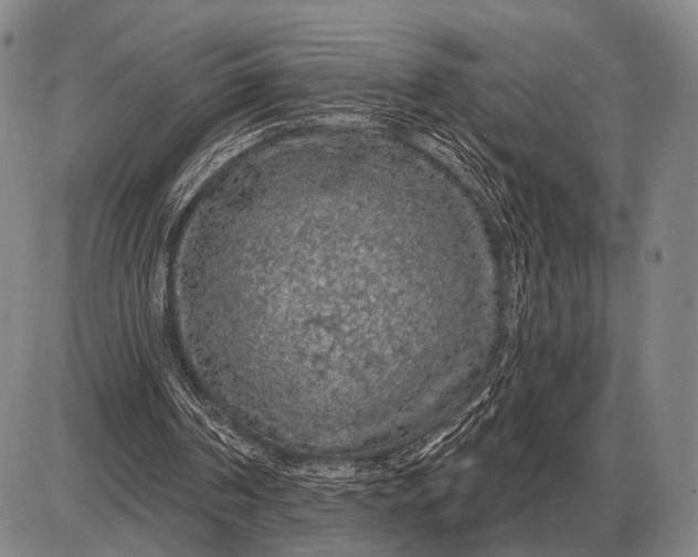 X0000085060194200703191334