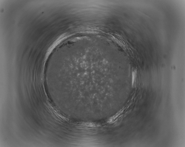 X0000085060195200703191334