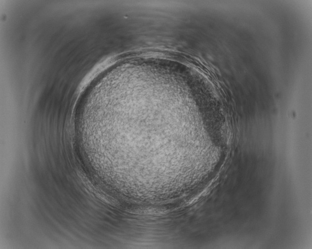 X0000085060198200703191334