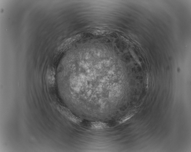 X0000085060226200703191333