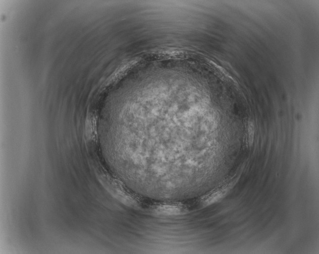 X0000085060236200703191333