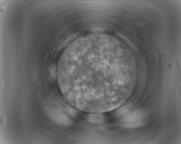 X0000085060240200703191333