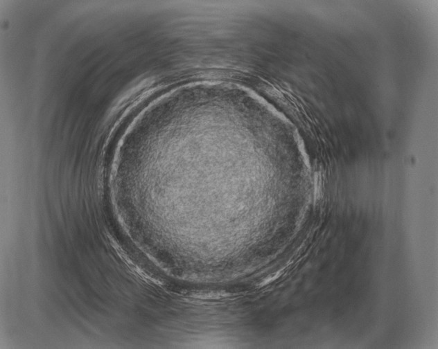 X0000085060243200703191332