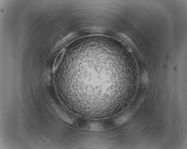 X0000085060264200703191332