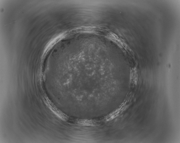 X0000085060293200703191332