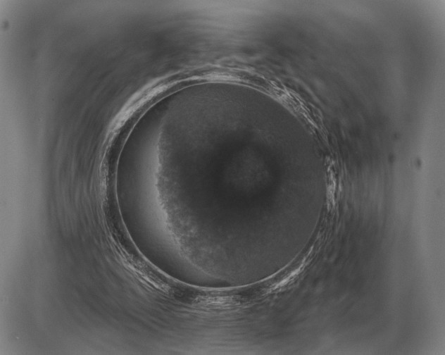 X0000085060295200703191332