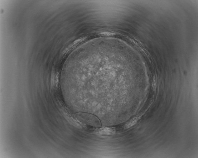 X0000085060330200703191331