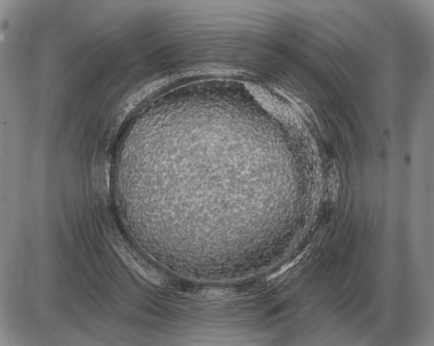 X0000085060350200703191331