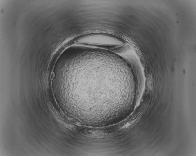 X0000085060395200703191330