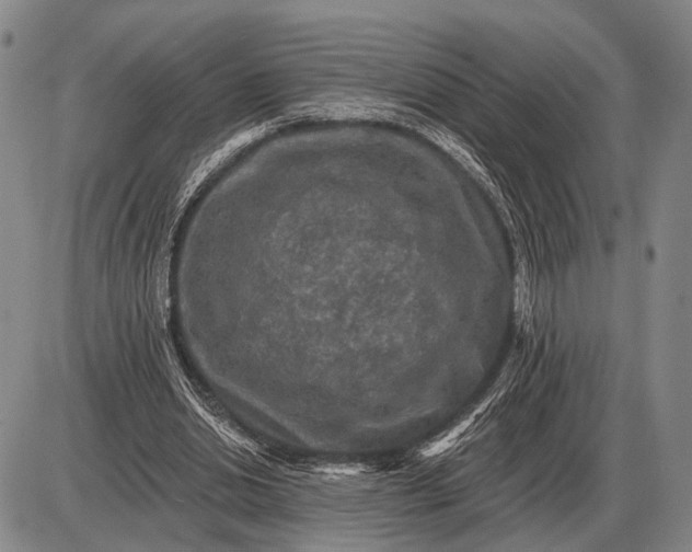 X0000085060438200703191329