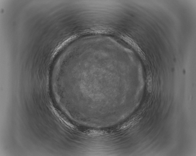 X0000085060442200703191329