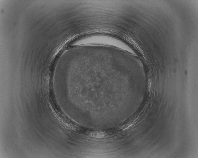 X0000085060444200703191329