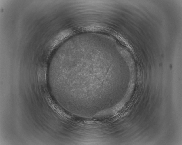 X0000085060446200703191329