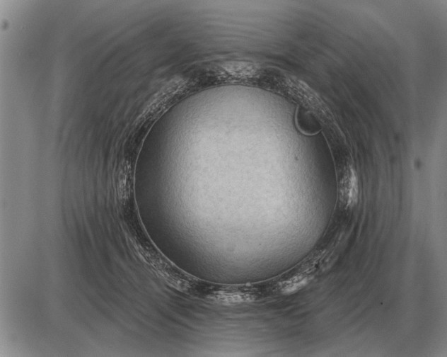 X0000085060464200703191329