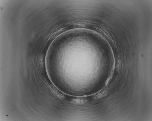 X0000085060466200703191329