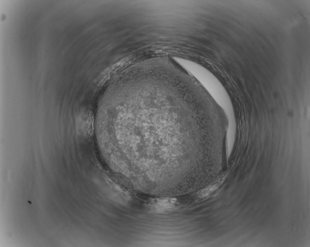 X0000085060474200703191329