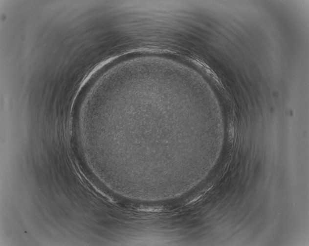 X0000085060484200703191329