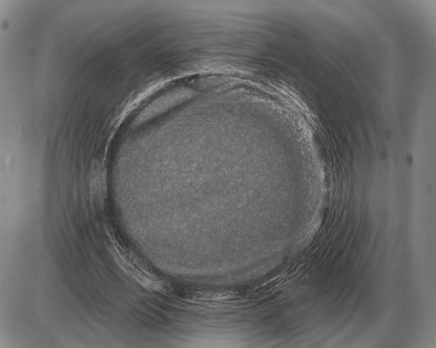 X0000085060488200703191329