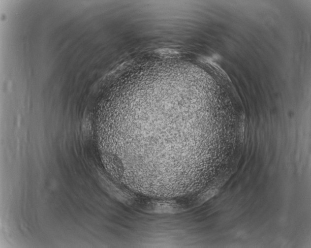 X0000085060618200703191326