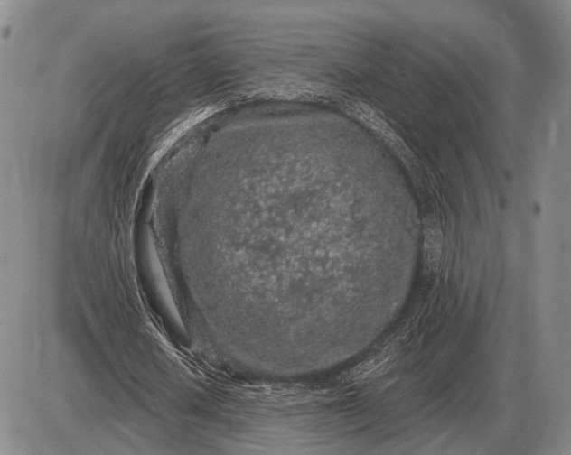 X0000085060626200703191325