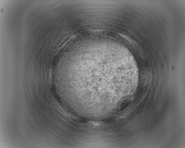 X0000085060654200703191326