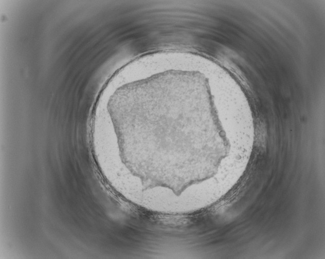 X0000085060856200703191323