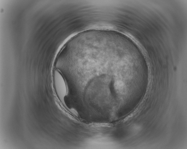 X0000085060864200703191323