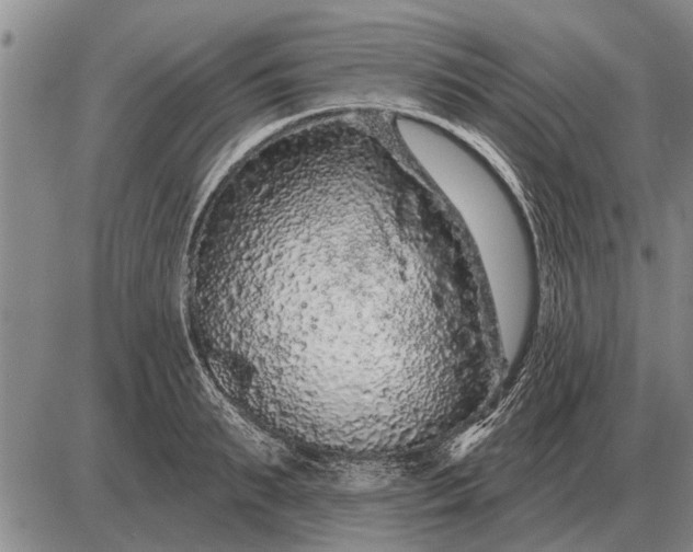 X0000085060895200703191322