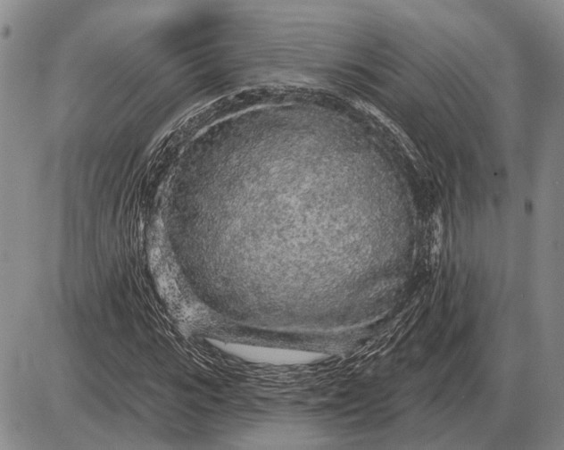 X0000085060919200703191321