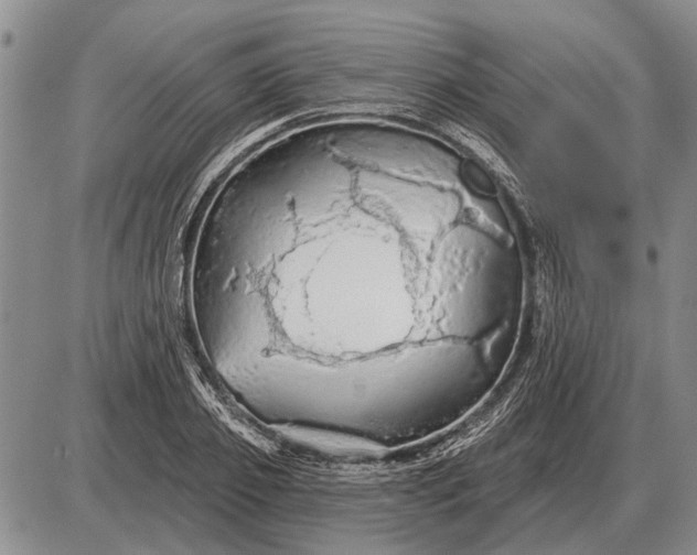 X0000085060933200703191321