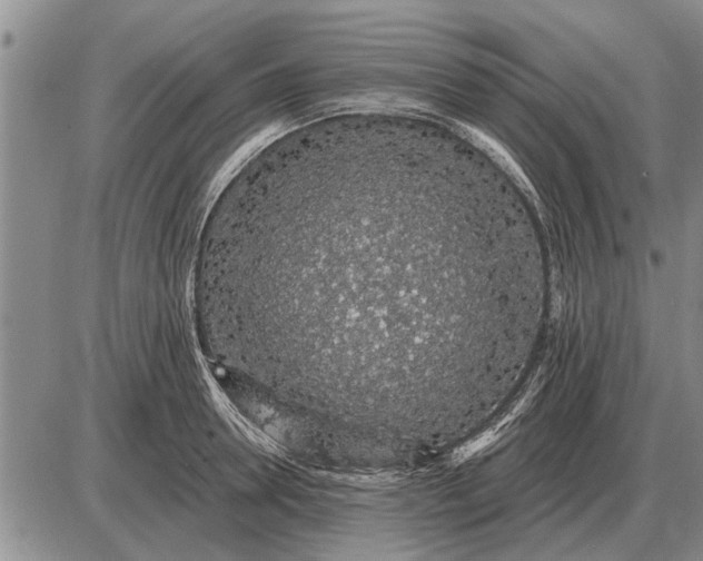 X0000085060946200703191321