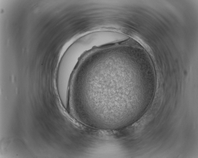 X0000085060960200703191321