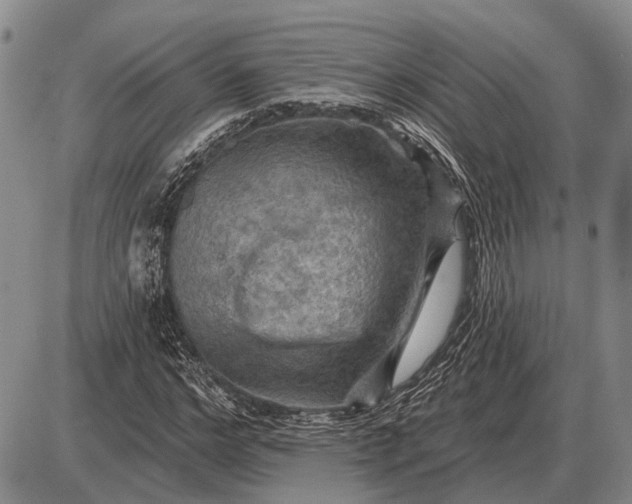 X0000085060968200703191320