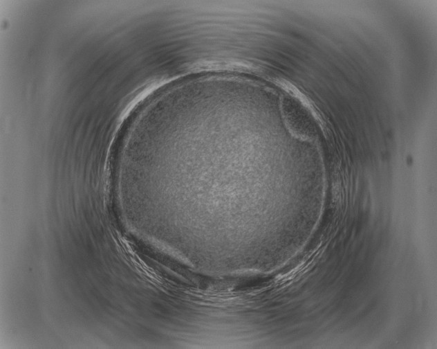 X0000085060975200703191320