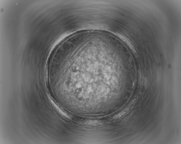 X0000085060982200703191320