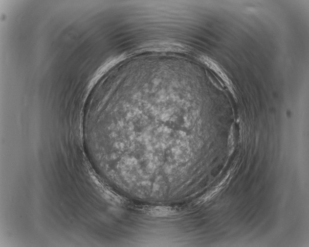 X0000085060986200703191320