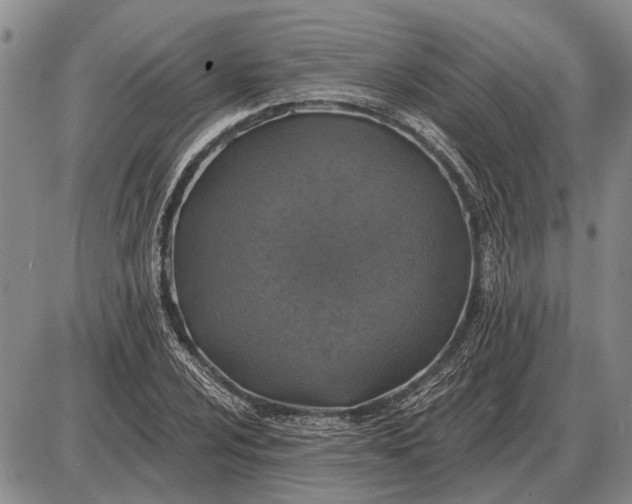 X0000085061024200703191319