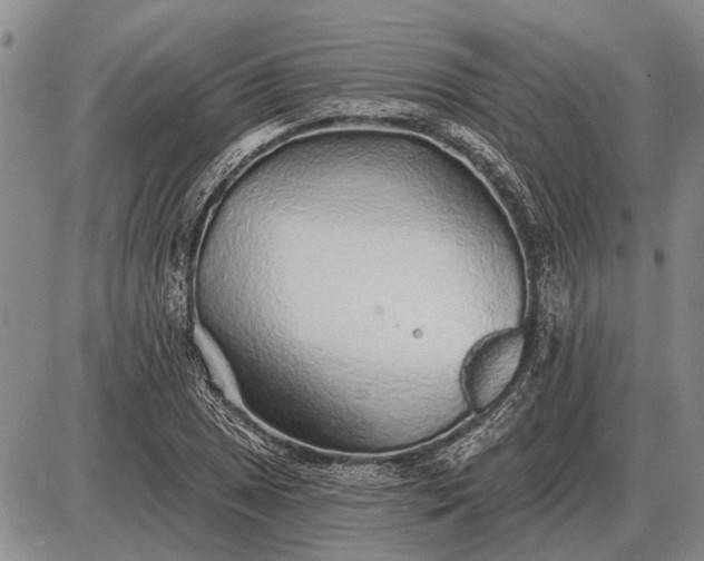 X0000085061025200703191319