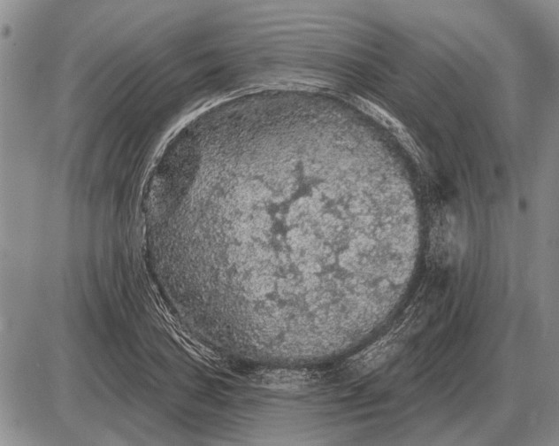 X0000085061027200703191319