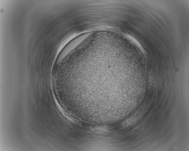 X0000085061047200703191320