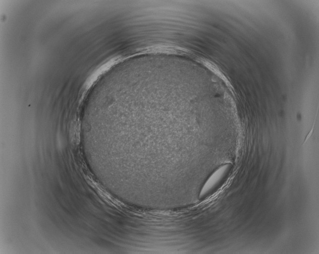 X0000085061067200703191319