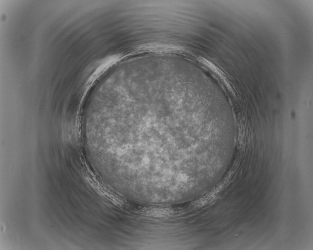 X0000085061074200703191319